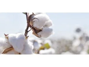 Combed Cotton и PrimaLoft